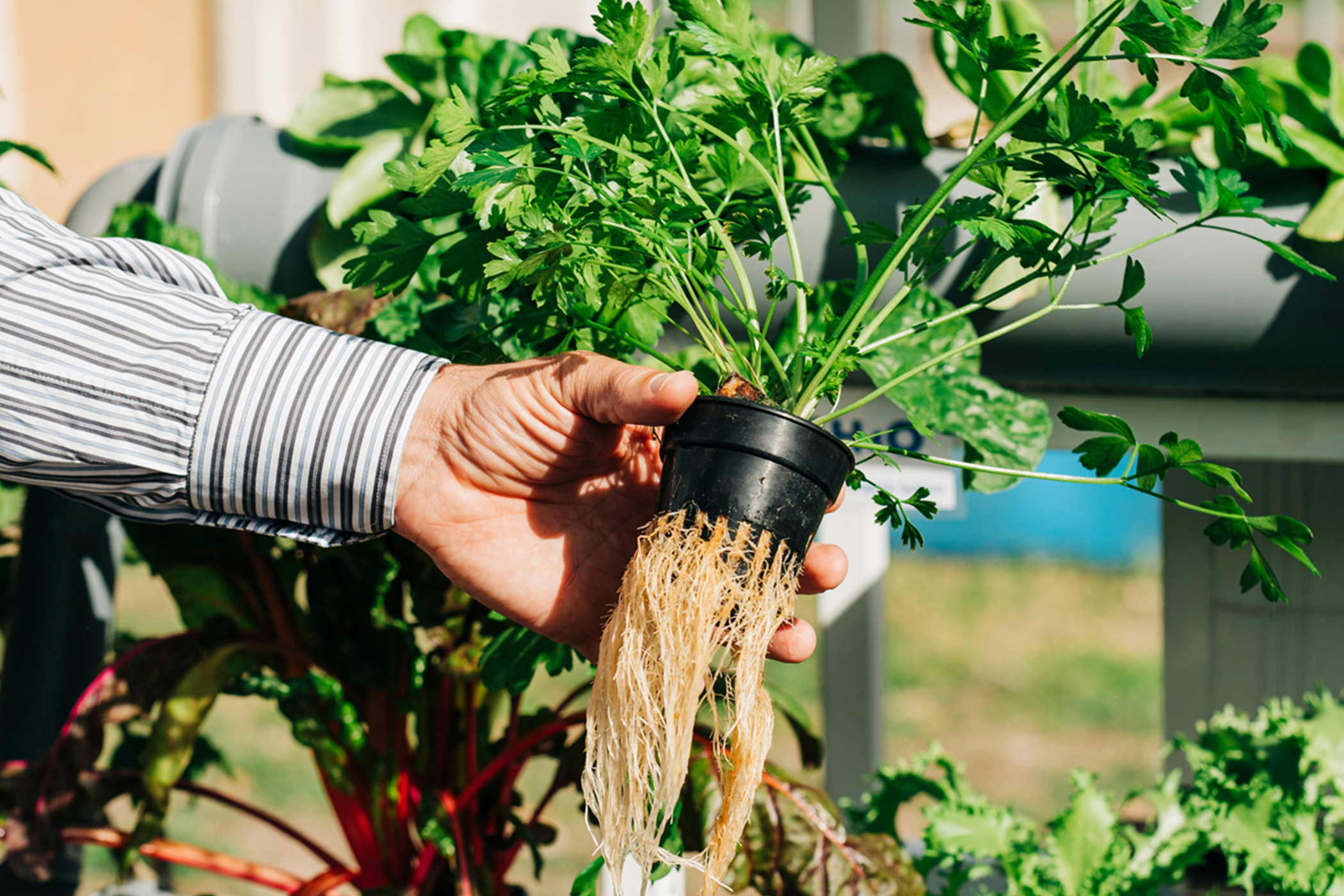 Plant Research