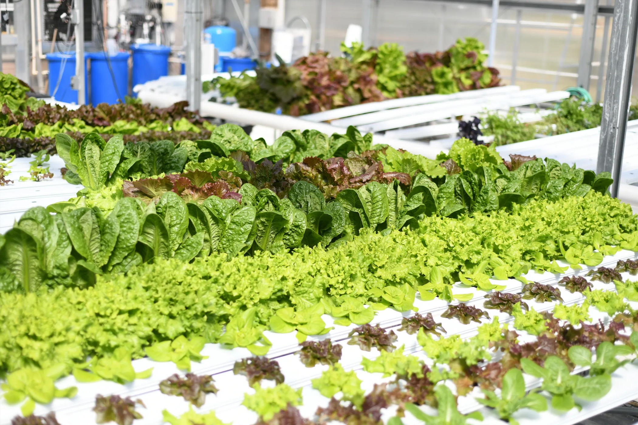 Hydroponic Farming